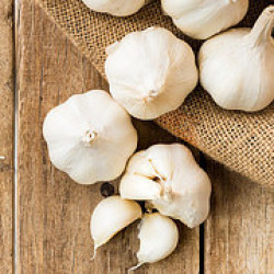 Garlic