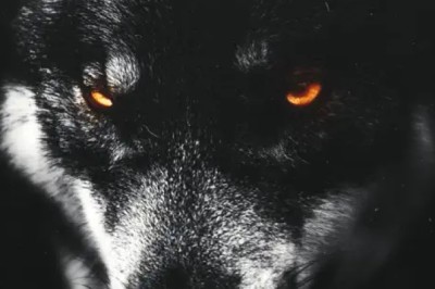 SLYME FOXX – GAVA FOXX NATION EP-Zimmagazine